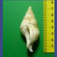 Euthria cornea (4).JPG